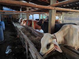 agricoltori avere iniziato calza mucche nel preparazione per il eid al-Qurban vacanza foto