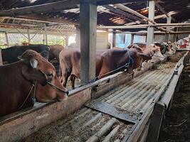 agricoltori avere iniziato calza mucche nel preparazione per il eid al-Qurban vacanza foto