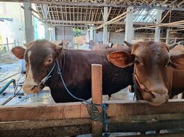 agricoltori avere iniziato calza mucche nel preparazione per il eid al-Qurban vacanza foto