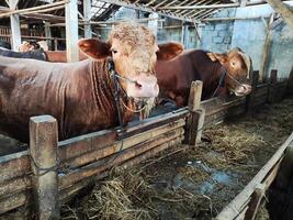 agricoltori avere iniziato calza mucche nel preparazione per il eid al-Qurban vacanza foto