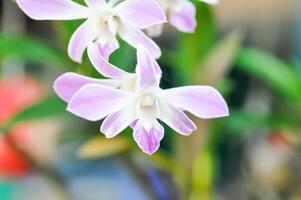 bianca e viola orchidea fiore o viola orchidea o bianca e viola orchidea fiore, orchidea o orchidaceae foto