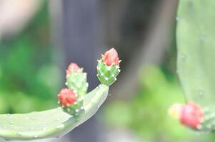 opuntia cochenillifera, opuntia o cactus o opuntia fiore foto