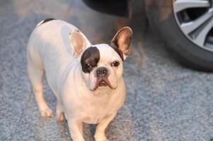 cane o francese bulldog, francese bulldog a casa foto