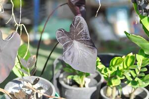 colocasia nero ondulazione , colocasia o nero colocasia foto