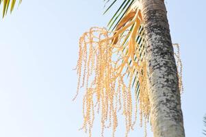 normanna Normanbyi, wodiezia biforcata ak irvine o coda di volpe palma o Arecaceae o palmae o seme di betel palma o betel Noce e cielo foto