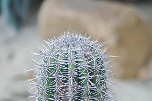 pachycereus pringlei cactus, elefante cactus o mammillaria scrippiana foto