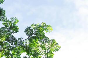 pioggia albero o samanea samano, leguminose mimosoideae foto