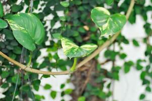 diavoli edera, d'oro pothos o cacciatori accappatoio o epipremnum aureum o Araceae foto