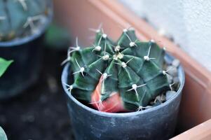 Gymnocalycium , gimnocalicio mihanovichii o Gymnocalycium mihanovichii variegato o cactus foto