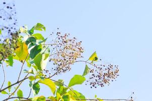 tettona grandi, teak o lamiaceae o teak pianta o teak seme teak e fiore foto