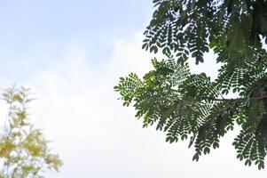 albero e cielo sfondo o pioggia albero o samanea samano, leguminose mimosoideae foto