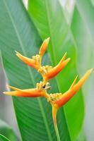 heliconia psittacorum o uccello di Paradiso, strelitzia reginae o Sterliziaceae fiore foto