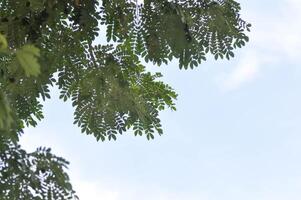 albero e cielo sfondo o pioggia albero o samanea samano, leguminose mimosoideae foto