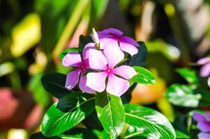 ludwigia adscendens , ovest indiano pervinca o rosa fiore foto