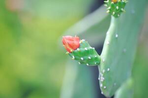 opuntia cochenillifera, opuntia o cactus o opuntia fiore foto