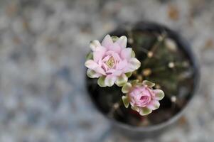 Gymnocalycium , gimnocalicio mihanovichii o Gymnocalycium mihanovichii variegato con fiore o cactus fiore foto