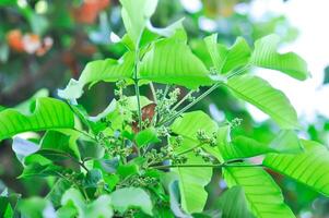 santol albero e santol fiore o sandoricum koetjape , meliaceae o santol o sentul o rosso sentoli o giallo sentoli foto