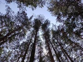 verde estate foresta sfondo. alto alberi prospettiva Visualizza a partire dal il terra foto