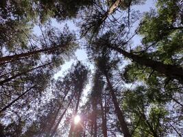 verde estate foresta sfondo. alto alberi prospettiva Visualizza a partire dal il terra foto