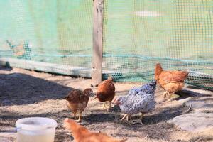 un' gruppo di giovane polli e grigio, bianca, rosso galli siamo a piedi nel il villaggio cortile, beccare a cibo. polli dietro a un' recinto beccare a cibo all'aperto su un' estate giorno. foto