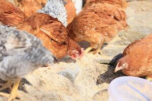 un' gruppo di giovane polli e grigio, bianca, rosso galli siamo a piedi nel il villaggio cortile, beccare a cibo. polli dietro a un' recinto beccare a cibo all'aperto su un' estate giorno. foto