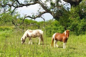 Due Shetland pony nel rifugio, Texas. foto