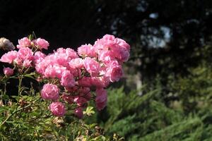 bellissimo rosa rosa fiori nel giardino foto