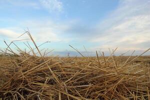 Grano fieno raccogliere campo con cielo foto