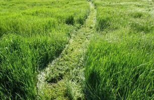 bellissimo verde erba campo foto