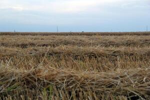 Grano fieno raccogliere campo con cielo foto