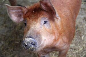 rosso testa maiale su azienda agricola foto