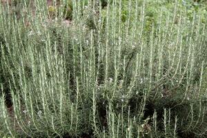 bellissimo rosmarino cespuglio nel il giardino foto