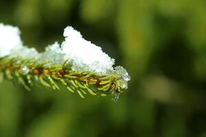 fusione neve su abete albero rami all'aperto. foto