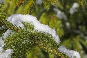 neve coperto abete rosso albero rami all'aperto. foto