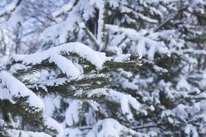 neve coperto abete rosso albero rami all'aperto. foto