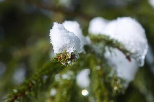 neve coperto abete albero rami all'aperto. foto