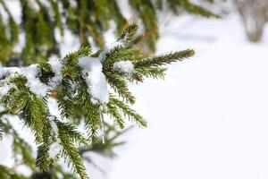 neve coperto abete rosso albero ramo con trasparente ghiacciolo all'aperto. foto