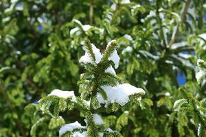 neve coperto abete albero rami all'aperto. foto