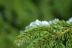 fusione neve su abete albero rami all'aperto. foto