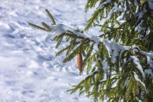 neve coperto abete albero rami all'aperto. foto