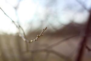 mini cuffie e primo le foglie su albero rami. foto