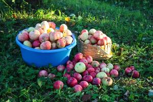 rosso mele nel estate giardino foto