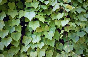 verde le foglie di esotico impianti foto