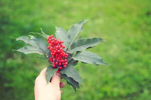 sambucus racemosa, Comune rosso sambuco, a bacca rossa Sambuco frutti di bosco su il ramo nel il giardino. foto