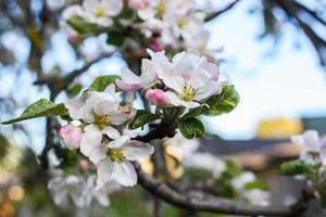 fioritura Mela albero a primavera nel il campagna. foto