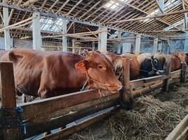 agricoltori avere iniziato calza mucche nel preparazione per il eid al-Qurban vacanza foto