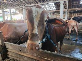 agricoltori avere iniziato calza mucche nel preparazione per il eid al-Qurban vacanza foto