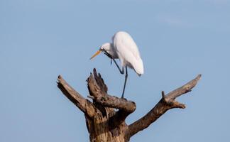 gigante garzette a chincoteague foto