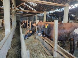 agricoltori avere iniziato calza mucche nel preparazione per il eid al-Qurban vacanza foto