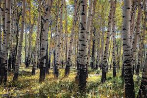 pioppi nel autunno foto